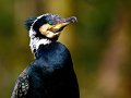 434 - grand cormoran - SADET Guy - france